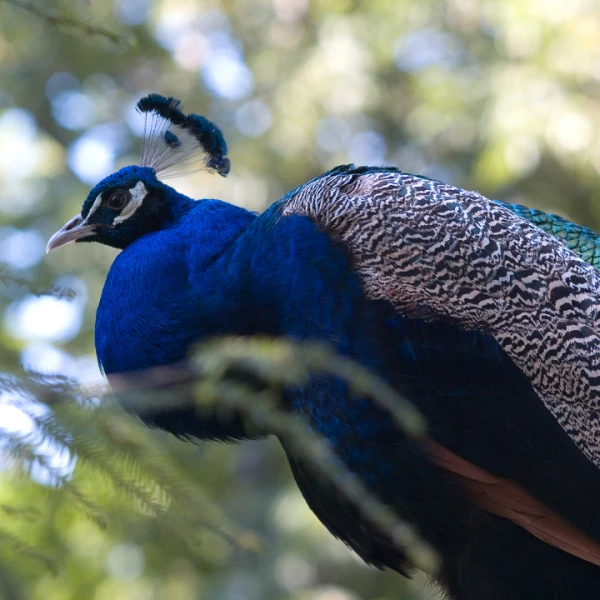 Stok Terbaru Merak Biru